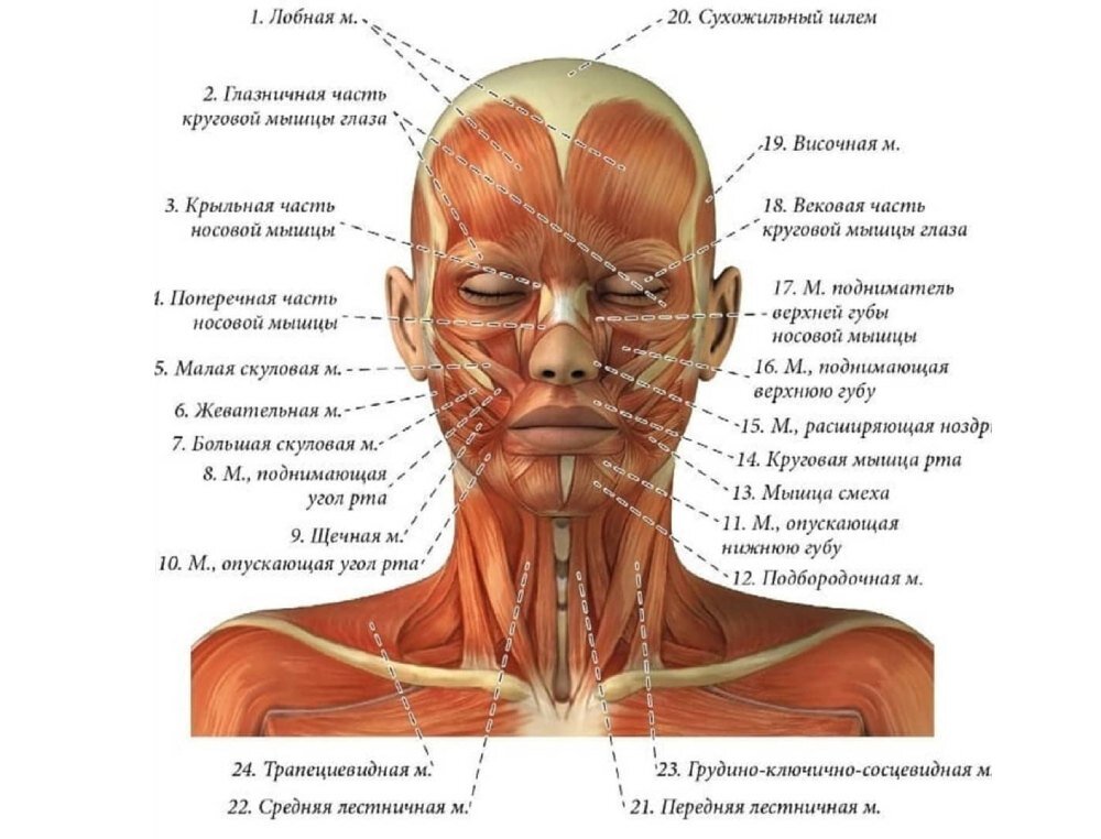 Появление лобных морщин, носогубных складок, второго подбородка, «колец Венеры» и других проблем в области лица и шеи — результат негативных изменений, связанных со многими структурами тела, в том...-12