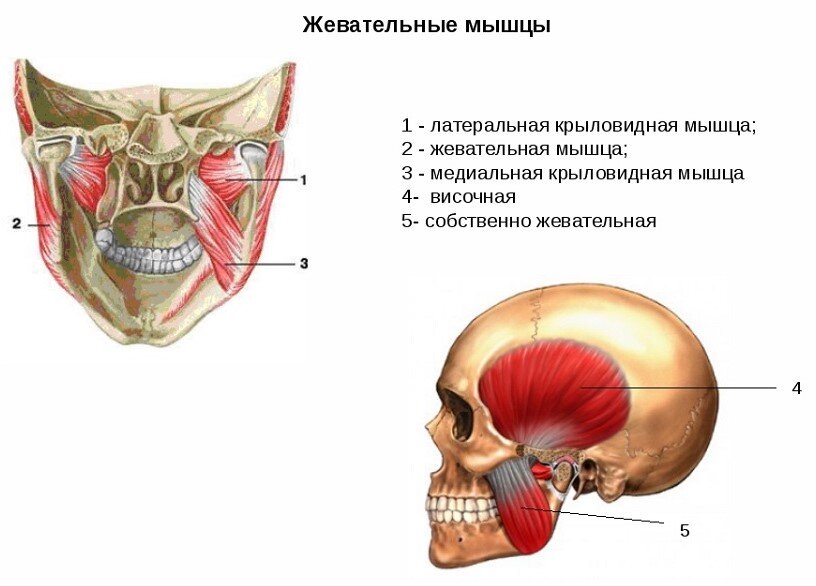Появление лобных морщин, носогубных складок, второго подбородка, «колец Венеры» и других проблем в области лица и шеи — результат негативных изменений, связанных со многими структурами тела, в том...-6
