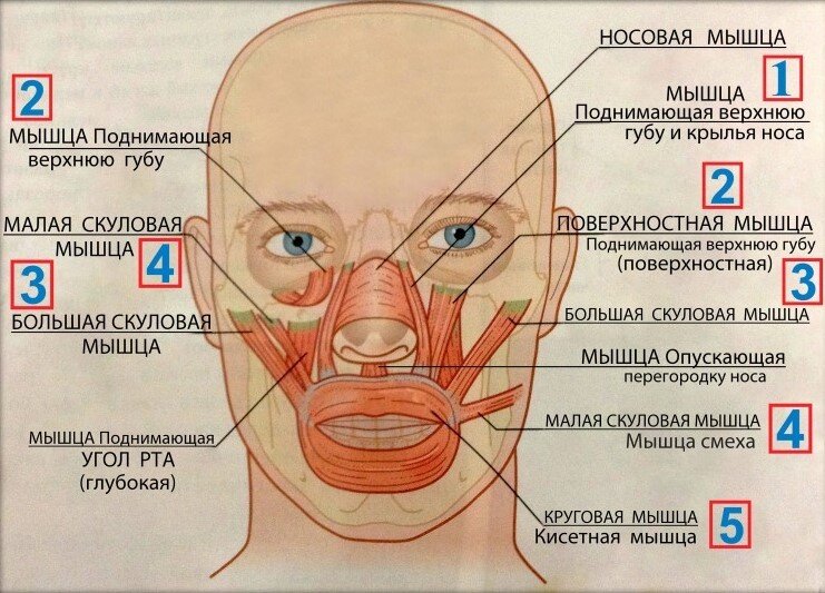 Появление лобных морщин, носогубных складок, второго подбородка, «колец Венеры» и других проблем в области лица и шеи — результат негативных изменений, связанных со многими структурами тела, в том...-9
