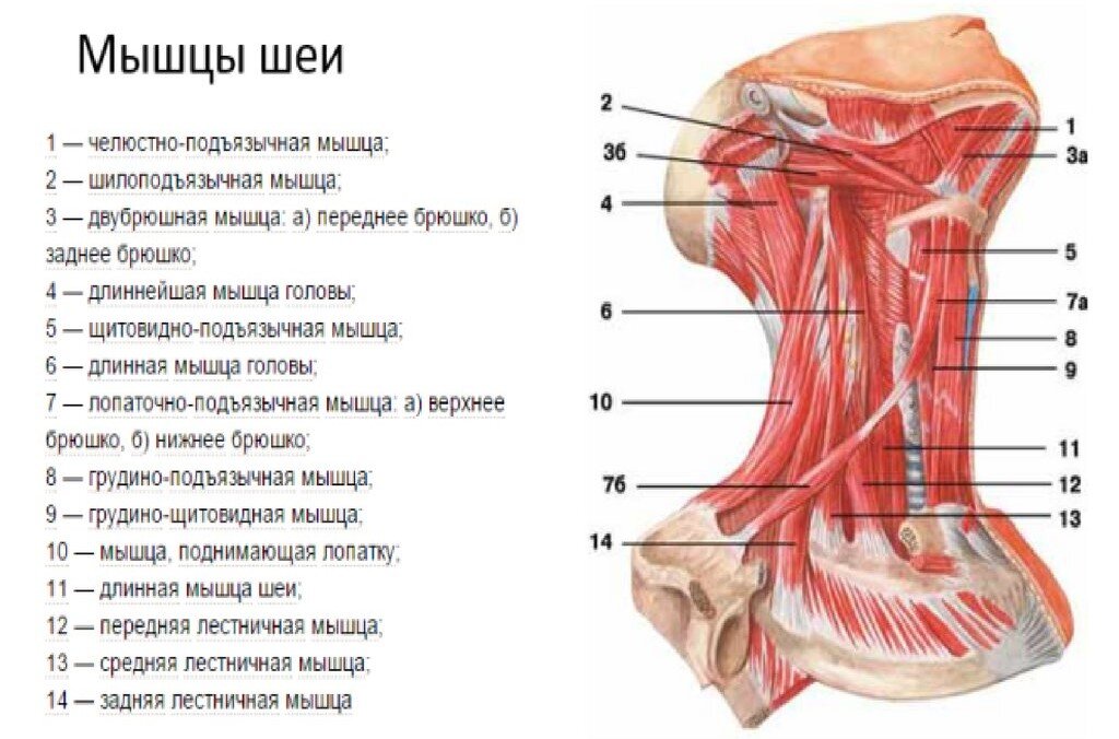 Появление лобных морщин, носогубных складок, второго подбородка, «колец Венеры» и других проблем в области лица и шеи — результат негативных изменений, связанных со многими структурами тела, в том...-10